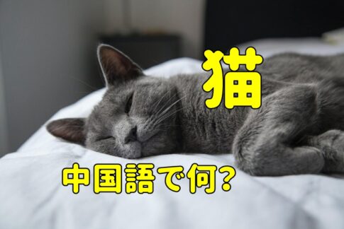 「猫」の中国語